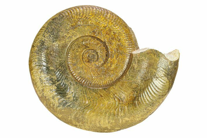 Toarcian Ammonite (Harpoceras) Fossil - France #301636